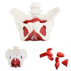 Anatomie model bekken, bekkenbodemspieren en organen, vro..., Verzenden, Nieuw