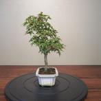 Acer palmatum deshojyo - Hoogte (boom): 30 cm - Diepte, Antiek en Kunst