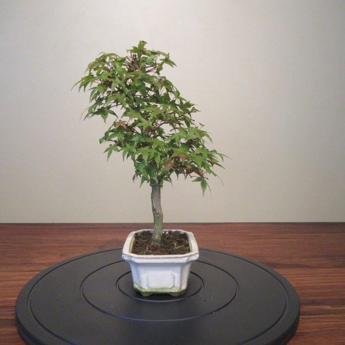 Acer palmatum deshojyo - Hoogte (boom): 30 cm - Diepte, Antiek en Kunst, Curiosa en Brocante