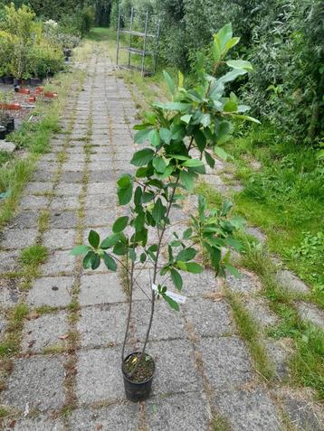 Vuilboom / sporkehout Rhamnus frangula Alnus potgekweekt €5 beschikbaar voor biedingen