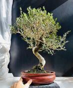 Olijf bonsai (Olea europaea) - Hoogte (boom): 60 cm - Diepte
