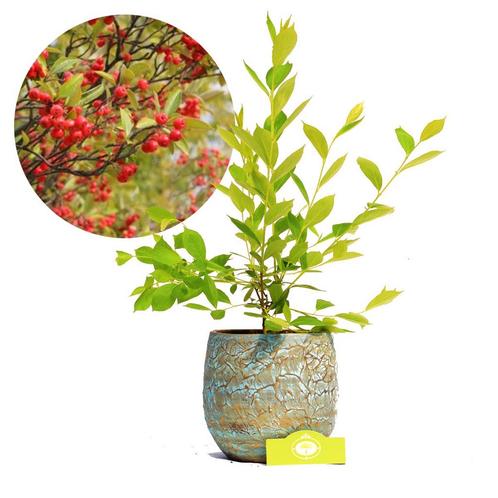Appelbes Aronia prunifolia Brilliant + Pot 17c, Tuin en Terras, Planten | Fruitbomen, Halfschaduw, Verzenden