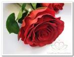 Roos zijdebloem Rood 30*8cm. / tak Roos zijdebloem, Huis en Inrichting, Woonaccessoires | Kunstplanten en Kunstbloemen, Ophalen of Verzenden