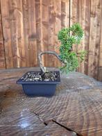 Jeneverbes bonsai (Juniperus) - Hoogte (boom): 20 cm -