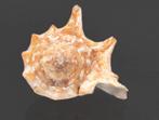 Verzamelaarsslak Strombius raninus Taxidermie volledige, Nieuw