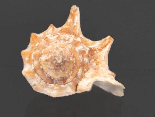 Verzamelaarsslak Strombius raninus Taxidermie volledige, Verzamelen, Dierenverzamelingen