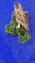 Hibou moyen duc - met CITES origineel DE-BM-25043001 -, Nieuw