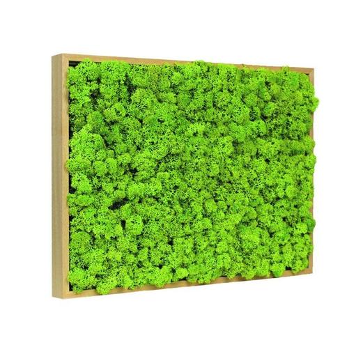 Vintlux Mosschilderij Rendiermos Blank Hout, Huis en Inrichting, Woonaccessoires | Wanddecoraties