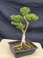 Bonsaï Lonicera Nitida - Hoogte (boom): 35 cm - Diepte