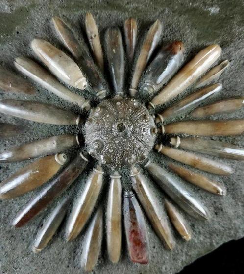 Fossiele zee-egel!!! - Shell met radioles - Gefossiliseerd, Verzamelen, Mineralen en Fossielen