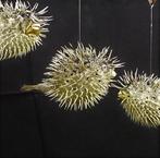 3 grote surrealistische doornige vissen Skelet - Diodontidae, Verzamelen, Nieuw