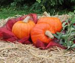 Amoro F1 Kabocha Kabocha, Hobby en Vrije tijd, Knutselen, Ophalen of Verzenden, Nieuw