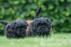 Goed gesocialiseerde en gezonde boompoo pups, Dieren en Toebehoren, Parvo, Nederland, 8 tot 15 weken, Meerdere