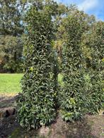 Haagplanten Portugese laurier, Photinia, Taxus Baccata, Ophalen