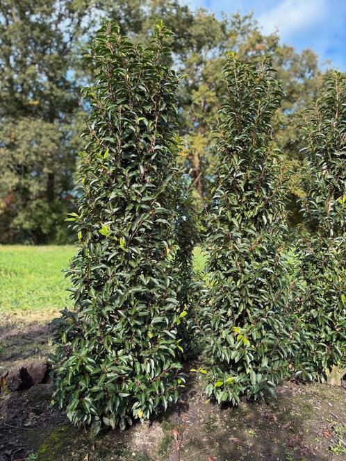 Haagplanten Portugese laurier, Photinia, Taxus Baccata, Tuin en Terras, Planten | Struiken en Hagen, Ophalen