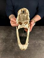 prachtige siamese krokodillenskull Taxidermie volledige, Nieuw