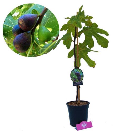 Vijgenboom Ficus carica Noir de Caromb + Pot 1, Tuin en Terras, Planten | Fruitbomen, Volle zon, Verzenden