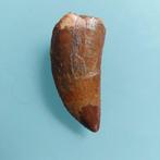 Dinosaurus - Fossiele tand - Carcharodontosaurus sp. - 53 mm, Verzamelen, Mineralen en Fossielen
