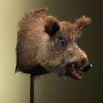 Wild Zwijn Groot Taxidermie Opgezette Dieren By Max, Ophalen of Verzenden, Nieuw, Wild dier, Opgezet dier