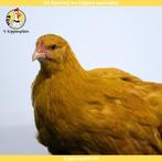 Orpington Groot - Jonge Hennen te Koop - Buff - Handtam, Meerdere dieren, Kip