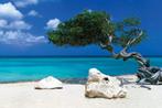 Poster Tom Mackie Divi Divi Tree 91,5x61cm, Verzenden, Nieuw, A1 t/m A3
