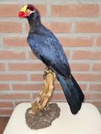 Violet toerako Taxidermie volledige montage - Tauraco, Nieuw