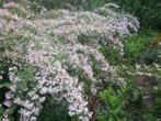 deutzia weigelia bruidsbloem Kolkwitzia boerenjasmijn enzenz, Tuin en Terras, Planten | Bomen, Ophalen of Verzenden