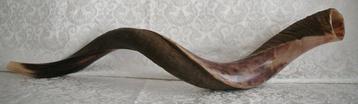 Jemenitische Jumbo Shofar Extra Large (kosher) beschikbaar voor biedingen