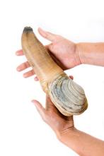 Grote fossiele Geoduck - Gefossiliseerde schelp - Panopea, Verzamelen