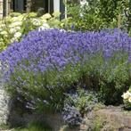 Lavandula ang. Munstead - Potmaat 9x9 cm, Tuin en Terras, Planten | Tuinplanten, Ophalen of Verzenden