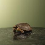 Landschildpad Antiek Taxidermie Opgezette Dieren By Max, Verzamelen, Dierenverzamelingen, Ophalen of Verzenden, Nieuw, Reptiel of Amfibie