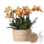 Kolibri Orchids | oranje orchideeënset in Reed Basket incl., Verzenden, Nieuw