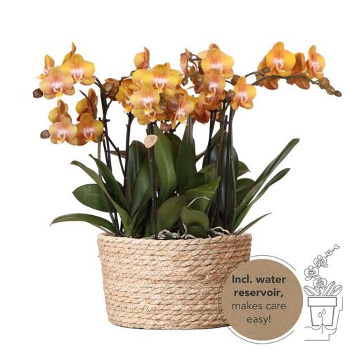 Kolibri Orchids | oranje orchideeënset in Reed Basket incl., Huis en Inrichting, Woonaccessoires | Overige, Nieuw, Verzenden