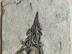 Gefossiliseerd dier - Peipiaosteus - 70 cm - 35 cm