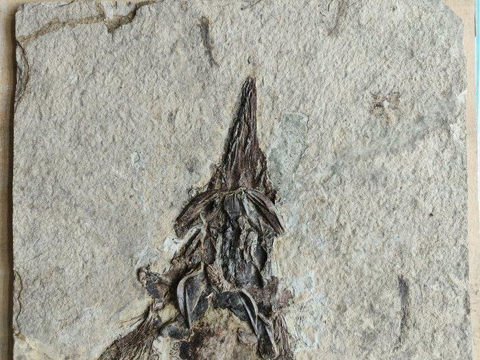 Gefossiliseerd dier - Peipiaosteus - 70 cm - 35 cm, Verzamelen, Mineralen en Fossielen