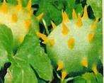 Cucumis sp soedan = sier Cucumis sp soedan = sier, Hobby en Vrije tijd, Ophalen of Verzenden, Nieuw