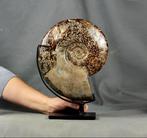 Uitstekende ammoniet met beide zijden schoongemaakt - op een, Verzamelen, Mineralen en Fossielen