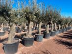 Palmboom,Olijfboom,Vijgenboom,Leischerm,Acer,Esdoorn,Bamboe!, Ophalen of Verzenden, In pot, 100 tot 250 cm