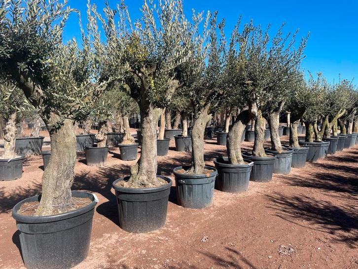 Palmboom,Olijfboom,Vijgenboom,Leischerm,Acer,Esdoorn,Bamboe!, Tuin en Terras, Planten | Bomen, In pot, 100 tot 250 cm, Ophalen of Verzenden