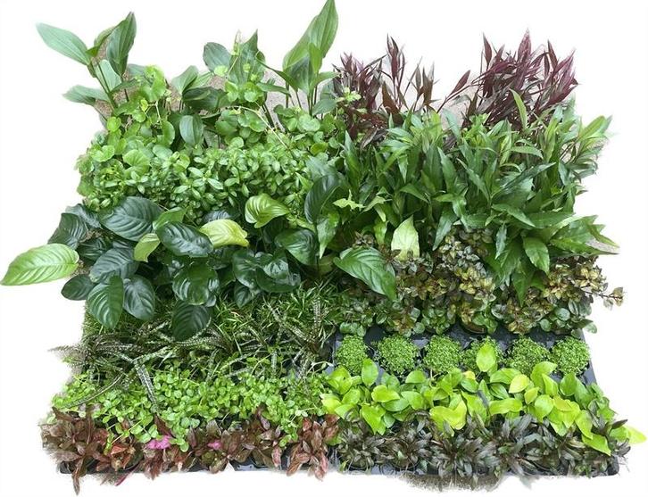 Mix pakket Achtergrond 6 stuks - 5cm pot - aquariumplant, Dieren en Toebehoren, Vissen | Aquaria en Toebehoren, Plant(en), Steen of Hout