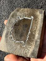 Twee organismen op een rots - Gefossiliseerd dier - Tuzoia