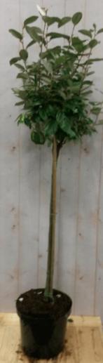 Elaeagnus Olijfwilg groen blad op stam 80 cm diameter 40 cm, Tuin en Terras, Verzenden