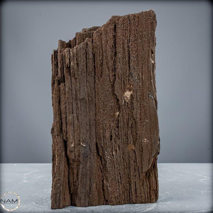 Natuurlijk feenhout-kristallijn-versteend hout uit, Verzamelen, Mineralen en Fossielen