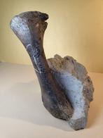 Dinosaurus - Fossiel bot - Diplodocus longus, Metacarpale,