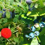 Honingbes blauwe bes en aarbei+framboos, Tuin en Terras, Planten | Fruitbomen, Verzenden