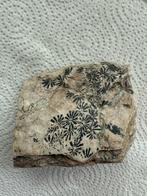 Gefossiliseerde plant - Annularia brevifolia - 10 cm - 8 cm