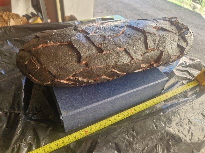 Dinosaurus - Gefossiliseerd ei - 37 cm - 14 cm, Verzamelen, Mineralen en Fossielen