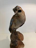 Gaai Taxidermie volledige montage - Garullus glandarius - 30, Nieuw