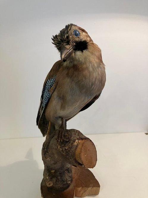 Gaai Taxidermie volledige montage - Garullus glandarius - 30, Verzamelen, Dierenverzamelingen