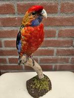 Pennant Rosella Parkiet Taxidermie volledige montage -, Nieuw